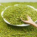 hot sale with good price of green mung bean 2015crop